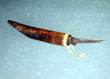 Табуированый нож из Охинского музея